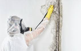 Forensic Mold Investigation in East Riverdale, MD